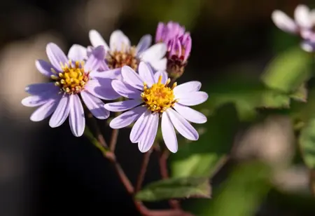Aster ageratoides 'Harry Schmidt' - P9 - image 2