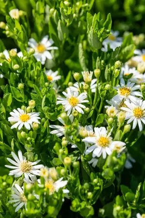 Aster ageratoides 'Starshine' - 2 Ltr pot - image 2