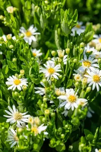 Aster ageratoides 'Starshine' - 2 Ltr pot - image 2
