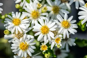 Aster ageratoides 'Starshine'