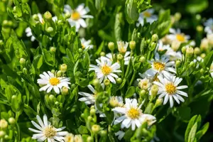 Aster ageratoides 'Starshine' - 2 Ltr pot - image 3