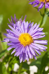 Aster alpinus - 2 Ltr pot
