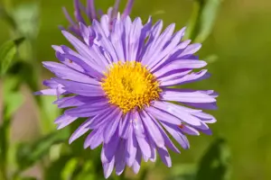 Aster alpinus 'Dunkle Sch?ne'