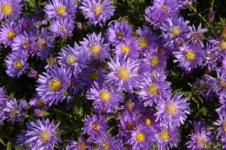 Aster alpinus 'Goliath' - P9