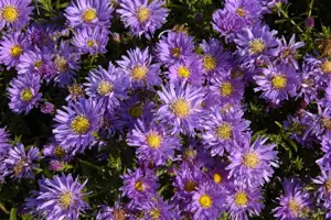 Aster alpinus 'Goliath' - P9