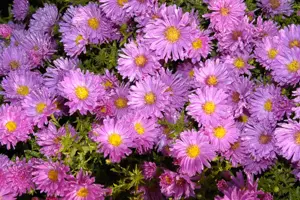 Aster alpinus 'Happy End' - P11