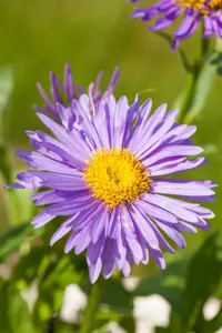 Aster alpinus mix - P9 - image 2