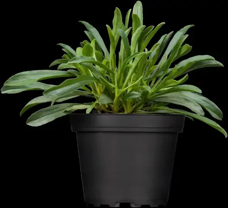 Aster alpinus mix - P9 - image 1