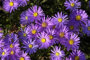 Aster amellus 'Blue King'