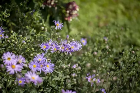 Aster amellus 'Rudolf Goethe' - P9