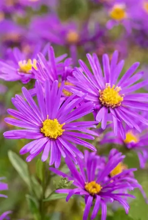 Aster amellus 'Veilchenk?nigin' - P9 - image 3