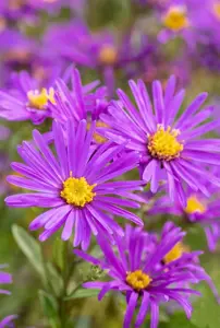 Aster amellus 'Veilchenk?nigin' - P9 - image 3