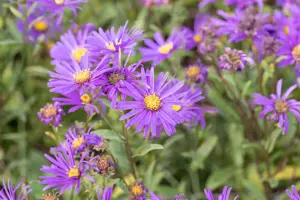 Aster amellus 'Veilchenk?nigin'