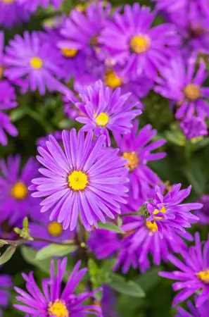 Aster amellus 'Veilchenk?nigin' - P9 - image 2