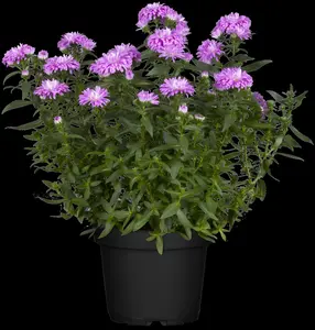 Aster 'Ann Leys' - 3 Ltr pot - image 3
