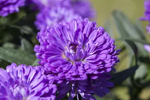 Aster 'Ann Leys' - 3 Ltr pot - image 2