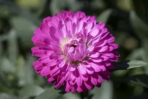 Aster 'Ann Leys' - 3 Ltr pot - image 5
