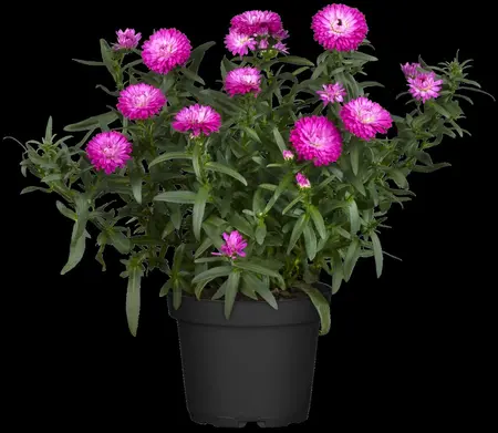 Aster 'Ann Leys' - 3 Ltr pot - image 1