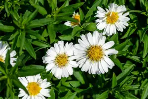 Aster (D) 'Alpha White' - P9 - image 2