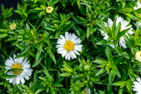 Aster (D) 'Alpha White' - P9 - image 1