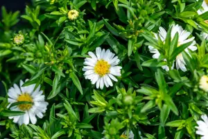 Aster (D) 'Alpha White'
