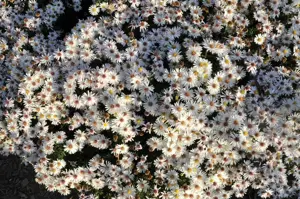 Aster (D) 'Apollo'