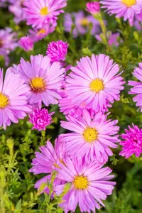 Aster (D) 'Herbstgruss v. Bresserh. - P9 - image 3
