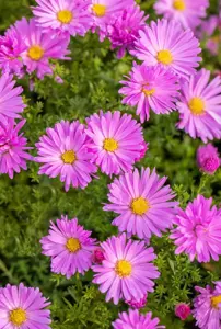 Aster (D) 'Herbstgruss v. Bresserh. - P9 - image 5