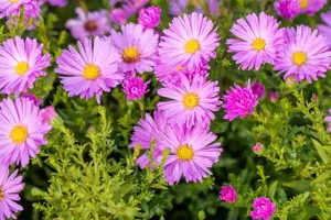 Aster (D) 'Herbstgruss v. Bresserh. - P9 - image 2
