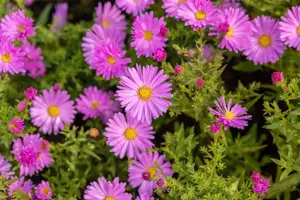 Aster (D) 'Herbstgruss v. Bresserh. - P9 - image 4