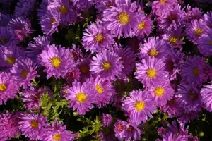 Aster (D) 'Herbstgruss v. Bresserh.