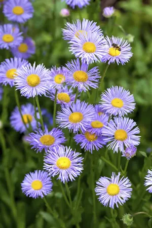 Aster (D) 'Lady in Blue' - 2 Ltr pot - image 2