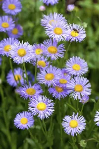 Aster (D) 'Lady in Blue' - 2 Ltr pot - image 2
