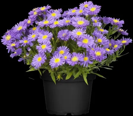 Aster (D) 'Lady in Blue' - 2 Ltr pot - image 1