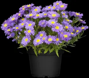 Aster (D) 'Lady in Blue'