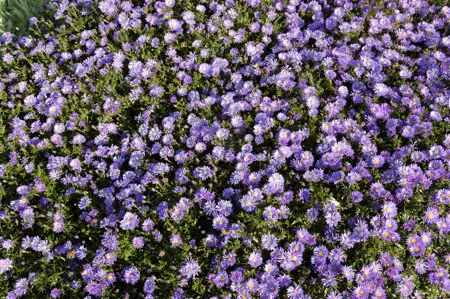 Aster (D) 'Mittelmeer' - 2 Ltr pot