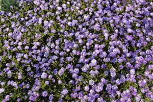 Aster (D) 'Mittelmeer'