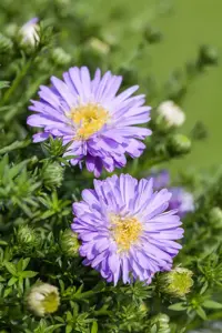 Aster (D) 'Prof. Anton Kippenberg'