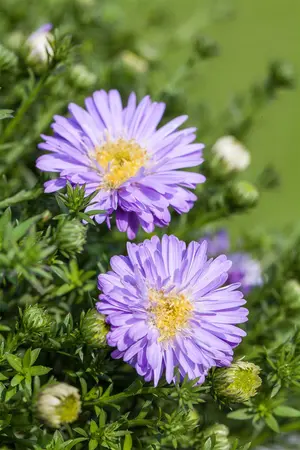Aster (D) 'Prof. Anton Kippenberg' - 2 Ltr pot - image 1