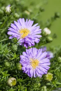 Aster (D) 'Prof. Anton Kippenberg' - 2 Ltr pot - image 4
