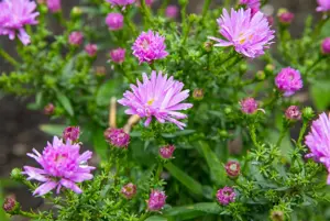 Aster (D) 'Prof. Anton Kippenberg' - P9 - image 4