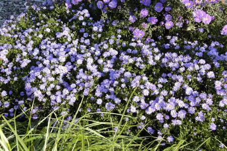 Aster (D) 'Prof. Anton Kippenberg' - P9 - image 2