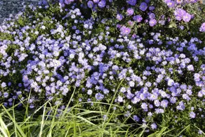 Aster (D) 'Prof. Anton Kippenberg' - P9 - image 2