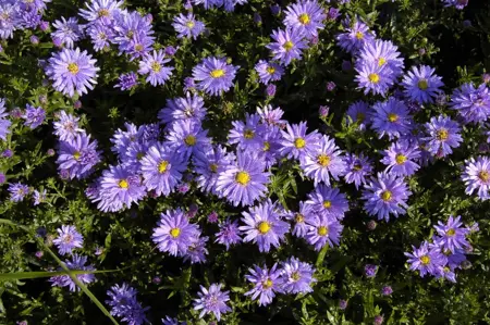 Aster (D) 'Prof. Anton Kippenberg' - P9 - image 3