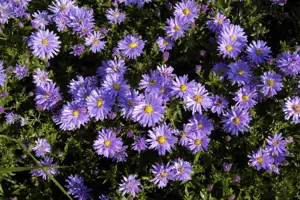 Aster (D) 'Prof. Anton Kippenberg' - P9 - image 3