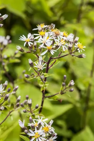 Aster divaricatus - P9 - image 2