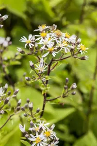 Aster divaricatus - P9 - image 2