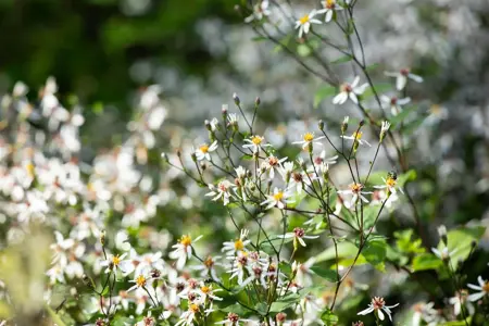 Aster divaricatus - P9 - image 3