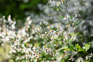 Aster divaricatus - P9 - image 3