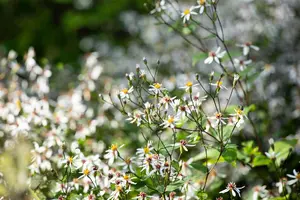 Aster divaricatus - 2 Ltr pot - image 3